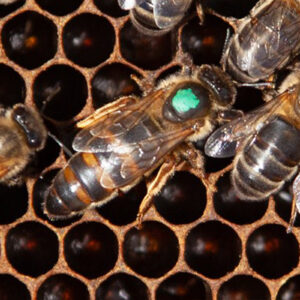 Neguratutako erreginak