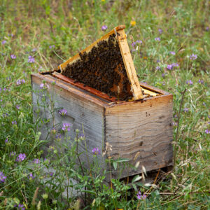 Nukleoa urteko erreginarekin