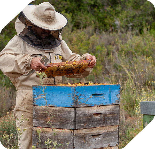 Apicultor con abjeas